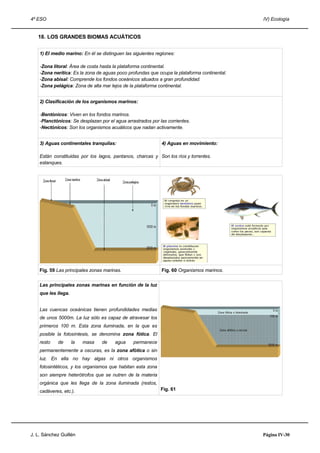 4º ESO IV) Ecología
18. LOS GRANDES BIOMAS ACUÁTICOS
1) El medio marino: En él se distinguen las siguientes regiones:
-Zona litoral: Área de costa hasta la plataforma continental.
-Zona nerítica: Es la zona de aguas poco profundas que ocupa la plataforma continental.
-Zona abisal: Comprende los fondos oceánicos situados a gran profundidad.
-Zona pelágica: Zona de alta mar lejos de la plataforma continental.
2) Clasificación de los organismos marinos:
-Bentónicos: Viven en los fondos marinos.
-Planctónicos: Se desplazan por el agua arrastrados por las corrientes.
-Nectónicos: Son los organismos acuáticos que nadan activamente.
3) Aguas continentales tranquilas:
Están constituidas por los lagos, pantanos, charcas y
estanques.
4) Aguas en movimiento:
Son los ríos y torrentes.
Fig. 59 Las principales zonas marinas. Fig. 60 Organismos marinos.
Las principales zonas marinas en función de la luz
que les llega.
Las cuencas oceánicas tienen profundidades medias
de unos 5000m. La luz sólo es capaz de atravesar los
primeros 100 m. Esta zona iluminada, en la que es
posible la fotosíntesis, se denomina zona fótica. El
resto de la masa de agua permanece
permanentemente a oscuras, es la zona afótica o sin
luz. En ella no hay algas ni otros organismos
fotosintéticos, y los organismos que habitan esta zona
son siempre heterótrofos que se nutren de la materia
orgánica que les llega de la zona iluminada (restos,
cadáveres, etc.). Fig. 61
J. L. Sánchez Guillén Página IV-30
 