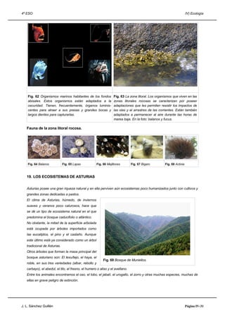 4º ESO IV) Ecología
Fig. 62 Organismos marinos habitantes de los fondos
abisales. Estos organismos están adaptados a la
oscuridad. Tienen, frecuentemente, órganos luminis-
centes para atraer a sus presas y grandes bocas y
largos dientes para capturarlas.
Fig. 63 La zona litoral. Los organismos que viven en las
zonas litorales rocosas se caracterizan por poseer
adaptaciones que les permiten resistir los impactos de
las olas y el arrastres de las corrientes. Están también
adaptados a permanecer al aire durante las horas de
marea baja. En la foto: balanos y fucus.
Fauna de la zona litoral rocosa.
Fig. 64 Balanos Fig. 65 Lapas Fig. 66 Mejillones Fig. 67 Bígaro Fig. 68 Actinia
19. LOS ECOSISTEMAS DE ASTURIAS
Asturias posee una gran riqueza natural y en ella perviven aún ecosistemas poco humanizados junto con cultivos y
grandes zonas dedicadas a pastos.
El clima de Asturias, húmedo, de inviernos
suaves y veranos poco calurosos, hace que
se dé un tipo de ecosistema natural en el que
predomina el bosque caducifolio o atlántico.
No obstante, la mitad de la superficie arbolada
está ocupada por árboles importados como
las eucaliptos, el pino y el castaño. Aunque
este último está ya considerado como un árbol
tradicional de Asturias.
Otros árboles que forman la masa principal del
bosque asturiano son: El texu/tejo, el haya, el
roble, en sus tres variedades (albar, rebollo y
carbayo), el abedul, el tilo, el fresno, el humero o aliso y el avellano.
Entre los animales encontramos el oso, el lobo, el jabalí, el urogallo, el zorro y otras muchas especies, muchas de
ellas en grave peligro de extinción.
J. L. Sánchez Guillén Página IV-31
Fig. 69 Bosque de Muniellos.
 