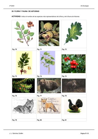 4º ESO IV) Ecología
20. FLORA Y FAUNA DE ASTURIAS
ACTIVIDAD: Indica el nombre de las especies más representativas de la flora y de la fauna de Asturias.
Fig. 70 Fig. 71 Fig. 72
Fig. 73 Fig. 74 Fig. 75
Fig. 76 Fig. 77 Fig. 78
Fig. 79 Fig. 80 Fig. 81
J. L. Sánchez Guillén Página IV-32
 