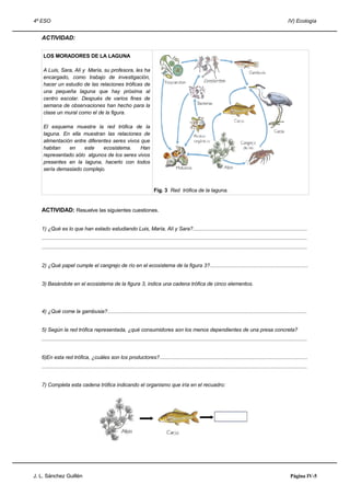 4º ESO IV) Ecología
ACTIVIDAD:
LOS MORADORES DE LA LAGUNA
A Luis, Sara, Alí y María, su profesora, les ha
encargado, como trabajo de investigación,
hacer un estudio de las relaciones tróficas de
una pequeña laguna que hay próxima al
centro escolar. Después de varios fines de
semana de observaciones han hecho para la
clase un mural como el de la figura.
El esquema muestra la red trófica de la
laguna. En ella muestran las relaciones de
alimentación entre diferentes seres vivos que
habitan en este ecosistema. Han
representado sólo algunos de los seres vivos
presentes en la laguna, hacerlo con todos
sería demasiado complejo.
Fig. 3 Red trófica de la laguna.
ACTIVIDAD: Resuelve las siguientes cuestiones.
1) ¿Qué es lo que han estado estudiando Luis, María, Alí y Sara?..............................................................................
.....................................................................................................................................................................................
.....................................................................................................................................................................................
2) ¿Qué papel cumple el cangrejo de río en el ecosistema de la figura 3?...................................................................
3) Basándote en el ecosistema de la figura 3, indica una cadena trófica de cinco elementos.
4) ¿Qué come la gambusia?........................................................................................................................................
5) Según la red trófica representada, ¿qué consumidores son los menos dependientes de una presa concreta?
.....................................................................................................................................................................................
6)En esta red trófica, ¿cuáles son los productores?.....................................................................................................
.....................................................................................................................................................................................
7) Completa esta cadena trófica indicando el organismo que iría en el recuadro:
J. L. Sánchez Guillén Página IV-5
 