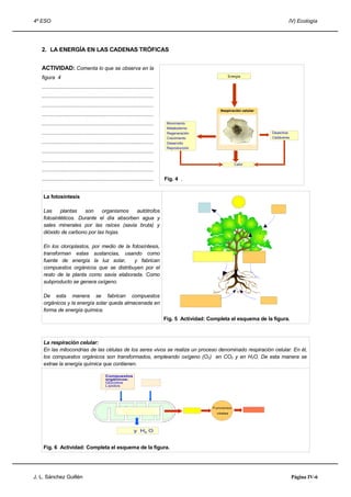 4º ESO IV) Ecología
2. LA ENERGÍA EN LAS CADENAS TRÓFICAS
ACTIVIDAD: Comenta lo que se observa en la
figura 4
............................................................................
............................................................................
............................................................................
............................................................................
............................................................................
............................................................................
............................................................................
............................................................................
............................................................................
............................................................................
............................................................................
La fotosíntesis
Las plantas son organismos autótrofos
fotosintéticos. Durante el día absorben agua y
sales minerales por las raíces (savia bruta) y
dióxido de carbono por las hojas.
En los cloroplastos, por medio de la fotosíntesis,
transforman estas sustancias, usando como
fuente de energía la luz solar, y fabrican
compuestos orgánicos que se distribuyen por el
resto de la planta como savia elaborada. Como
subproducto se genera oxígeno.
De esta manera se fabrican compuestos
orgánicos y la energía solar queda almacenada en
forma de energía química.
Fig. 5 Actividad: Completa el esquema de la figura.
La respiración celular:
En las mitocondrias de las células de los seres vivos se realiza un proceso denominado respiración celular. En él,
los compuestos orgánicos son transformados, empleando oxígeno (O2) en CO2 y en H2O. De esta manera se
extrae la energía química que contienen.
Fig. 6 Actividad: Completa el esquema de la figura.
J. L. Sánchez Guillén Página IV-6
Fig. 4 .
Compuestos
orgánicos:
Glúcidos
Lípidos
.
y H2 O
Funciones
vitales
Energía
Movimiento
Metabolismo
Regeneración
Crecimiento
Desarrollo
Reproducción
Calor
Desechos
Cadáveres
Respiración celularRespiración celular
 