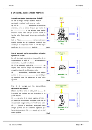 4º ESO IV) Ecología
3. LA ENERGÍA EN LOS NIVELES TRÓFICOS
Uso de la energía por los productores. EL MAÍZ
De toda la energía solar que recibe el maíz un ...........
es reflejada y vuelve al medio como luz o calor.
Un 49% es .......................... inicialmente en sustancias
orgánicas, pero se extrae después por medio de
la .............................. y se emplea para realizar
funciones vitales, sobre todo por la noche cuando no
hay luz solar. Esta energía termina en la atmósfera
como ........................
Sólo un 1% es .............................. y almacenada como
energía química en las sustancias orgánicas que
constituyen el cuerpo de la planta. Es este 1% el que
queda para el .............................. siguiente. Fig. 7
Uso de la energía por los consumidores primarios.
Ejemplo: EL RATÓN
De toda la energía que contienen los vegetales de los
que se alimenta un ratón, un ............. se pierde en sus
excrementos y no puede ser utilizada.
Un 33% se extrae por medio de la ....................... y se
emplea sobre todo en energía de movimiento. Esta
energía termina en la atmósfera como calor.
Un ............. es asimilada y almacenada como energía
química en las ...................................... que constituyen
su organismo. Este 7% queda para el nivel trófico
siguiente. Fig. 8
Uso de la energía por los consumidores
secundarios (EL ZORRO).
El zorro, cuando se come un ratón, pierde un........... de
la energía que contiene en sus excrementos y no
puede utilizarla.
Un ...........la extrae de la materia orgánica del ratón y
por medio de la respiración la emplea sobre todo en
moverse. Esta energía termina en el medio como calor.
El ........... restante es asimilada y almacenada como
energía química en las sustancias orgánicas que
forman su organismo. Este .......... queda para el nivel
trófico siguiente. Fig. 9
J. L. Sánchez Guillén Página IV-7
R
e
s
p
i
r
a
c
i
ó
n
49%
R
e
f
l
e
j
a
d
a
50%
Luz
100%
Asimilada 1%
Maíz
R
e
s
p
i
r
a
c
i
ó
n
33%
E
x
c
r
e
m
e
n
t
o
S
60%
Asimilada 7%
Ratón
Productores
100%
R
e
s
p
i
r
a
c
i
ó
n
50%
E
x
c
r
e
m
e
n
t
o
S
30%
Asimilada 20%
Zorro
Consumidores 1º
100%
 