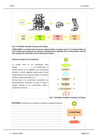 4º ESO IV) Ecología
Fig. 10 Actividad: Completa el esquema de la figura.
CONCLUSIÓN: La principal razón de que las cadenas tróficas no tengan más de 4 ó 5 niveles tróficos es
que la energía que queda para que pueda ser empleada por el siguiente nivel va disminuyendo cada vez
más, aunque cada nivel trófico sea más eficaz que el anterior.
El flujo de energía en los ecosistemas:
La energía entra en los ecosistemas como
energía ............................. y es transformada en
energía química por los vegetales. Los consumidores
primarios, al comer vegetales emplean parte de esta
energía química en sus procesos vitales y otra parte la
asimilan y queda incorporada en su ...............................
De aquí pasa a los consumidores secundarios. Los
descomponedores devuelven de nuevo al medio la
energía contenida en los excrementos, restos y
cadáveres en forma de ...............................
Fig. 11 Actividad: Completa el esquema de la figura.
ACTIVIDAD: Comenta lo que se observa en la figura y completa el esquema.
............................................................................................................................
............................................................................................................................
............................................................................................................................
............................................................................................................................
............................................................................................................................
............................................................................................................................
............................................................................................................................
............................................................................................................................
............................................................................................................................
J. L. Sánchez Guillén Página IV-8
LuzLuz
LUZ
100%
Maíz
1%
Ratón
7%
Zorro
20%
Productores
Consumidores
primarios
Consumidores
secundarios
Descomponedores
ECOSISTEMA
 