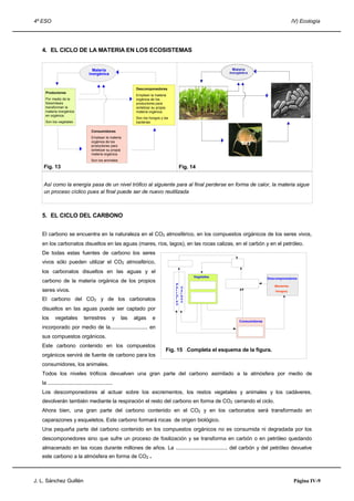 4º ESO IV) Ecología
4. EL CICLO DE LA MATERIA EN LOS ECOSISTEMAS
Fig. 13 Fig. 14
Así como la energía pasa de un nivel trófico al siguiente para al final perderse en forma de calor, la materia sigue
un proceso cíclico pues al final puede ser de nuevo reutilizada
5. EL CICLO DEL CARBONO
El carbono se encuentra en la naturaleza en el CO2 atmosférico, en los compuestos orgánicos de los seres vivos,
en los carbonatos disueltos en las aguas (mares, ríos, lagos), en las rocas calizas, en el carbón y en el petróleo.
De todas estas fuentes de carbono los seres
vivos sólo pueden utilizar el CO2 atmosférico,
los carbonatos disueltos en las aguas y el
carbono de la materia orgánica de los propios
seres vivos.
El carbono del CO2 y de los carbonatos
disueltos en las aguas puede ser captado por
los vegetales terrestres y las algas e
incorporado por medio de la.......................... en
sus compuestos orgánicos.
Este carbono contenido en los compuestos
orgánicos servirá de fuente de carbono para los
consumidores, los animales.
Todos los niveles tróficos devuelven una gran parte del carbono asimilado a la atmósfera por medio de
la .............................................
Los descomponedores al actuar sobre los excrementos, los restos vegetales y animales y los cadáveres,
devolverán también mediante la respiración el resto del carbono en forma de CO2 cerrando el ciclo.
Ahora bien, una gran parte del carbono contenido en el CO2 y en los carbonatos será transformado en
caparazones y esqueletos. Este carbono formará rocas de origen biológico.
Una pequeña parte del carbono contenido en los compuestos orgánicos no es consumida ni degradada por los
descomponedores sino que sufre un proceso de fosilización y se transforma en carbón o en petróleo quedando
almacenado en las rocas durante millones de años. La .................................... del carbón y del petróleo devuelve
este carbono a la atmósfera en forma de CO2.
J. L. Sánchez Guillén Página IV-9
Materia
inorgánica
Productores
Por medio de la
fotosíntesis
transforman la
materia inorgánica
en orgánica.
Son los vegetales
Consumidores
Emplean la materia
orgánica de los
productores para
sintetizar su propia
materia orgánica.
Son los animales
Descomponedores
Emplean la materia
orgánica de los
productores para
sintetizar su propia
materia orgánica.
Son los hongos y las
bacterias
Fig. 15 .Completa el esquema de la figura.
P
e
t
r
ó
l
e
o
C
a
r
b
ó
n
Vegetales
Consumidores
Descomponedores
(Bacterias
Hongos)
 