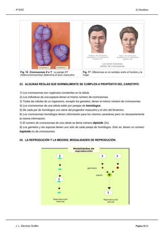 4º ESO                                                                                                       II) Genética




                        Cromosoma X     Cromosoma Y


    Fig. 16 Cromosomas X e Y: La pareja XY                  Fig. 17 Diferencias en el cariotipo entre el hombre y la
    (heterocromosomas) determina el sexo masculino.         mujer.


   23. ALGUNAS REGLAS QUE NORMALMENTE SE CUMPLEN A PROPÓSITO DEL CARIOTIPO:


   1) Los cromosomas son orgánulos constantes en la célula.
   2) Los individuos de una especie tienen el mismo número de cromosomas.
   3) Todas las células de un organismo, excepto los gametos, tienen el mismo número de cromosomas.
   4) Los cromosomas de una célula están por parejas de homólogos.
   5) De cada par de homólogos uno viene del progenitor masculino y el otro del femenino.
   6) Los cromosomas homólogos tienen información para los mismos caracteres pero no necesariamente
   la misma información.
   7) El número de cromosomas de una célula se llama número diploide (2n).
   8) Los gametos y las esporas tienen uno sólo de cada pareja de homólogos. Esto es, tienen un número
   haploide (n) de cromosomas.


   24. LA REPRODUCIÓN Y LA MEIOSIS. MODALIDADES DE REPRODUCIÓN.


                                                      Modalidades de
                                                       reproducción

                                          I                                  I             I



                                                                gametos


                                                                        zigoto

                                          I



                                                                                    I

                                      Reproducción                               Reproducción
                                        asexual                                     sexual




J. L. Sánchez Guillén                                                                                        Página II-11
 