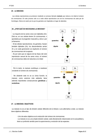 4º ESO                                                                                                II) Genética


   25. LA MEIOSIS


     Las células reproductoras se producen mediante un proceso llamado meiosis que reduce a la mitad el número
   de cromosomas. En este proceso sólo va a cada célula reproductora uno de los cromosomas de cada par de
   homólogos. Esta es la razón por la que los gametos son haploides en lugar de diploides.




    26. ¿POR QUÉ ES NECESARIA LA MEIOSIS?


     La mayoría de los seres vivos son diploides (2n).
    Esto es, en sus células tienen 2n cromosomas, n
    aportados por el progenitor masculino y otros n por
    el femenino.
     Si las células reproductoras, los gametos, fuesen
    también diploides (2n), los descendientes serían
    4n y en cada generación se duplicaría el número
    de cromosomas de la especie.
     Es por esto que en alguna de las fases del ciclo
    reproductor sexual de los seres vivos, el número
    de cromosomas debe de reducirse a la mitad.




      Por lo tanto, la meiosis contribuye a mantener
    constante el número de cromosomas.


       No obstante esta no es su única función, la
    meiosis, como veremos más adelante, tiene
    además importantes consecuencias genéticas y
    evolutivas.




   27. LA MEIOSIS: OBJETIVOS


    La meiosis no es un tipo de división celular diferente de la mitosis o una alternativa a ésta. La meiosis
   tiene objetivos diferentes.


            - Uno de estos objetivos es la reducción del número de cromosomas.
            - La meiosis no es una simple división celular, está directamente relacionada con la sexualidad y
            tiene un profundo sentido para la supervivencia y evolución de las especies.




J. L. Sánchez Guillén                                                                                 Página II-12
 