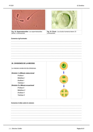 4º ESO                                                                                                                                                                     II) Genética




    Fig. 18 Espermatozoides: Los espermatozoides                                               Fig. 19 Óvulo: Los óvulos humanos tienen 23
    tienen n cromosomas.                                                                       cromosomas.


   Comenta el gif animado:
   .....................................................................................................................................................................................
   .....................................................................................................................................................................................
   .....................................................................................................................................................................................
   .....................................................................................................................................................................................
   .....................................................................................................................................................................................
   .....................................................................................................................................................................................
   .....................................................................................................................................................................................
   .....................................................................................................................................................................................


    28. DIVISIONES DE LA MEIOSIS


    La meiosis consta de dos divisiones.


    División I o Mitosis reduccional
                   Profase I
                   Metafase I
                   Anafase I
                   Telofase I
    División II o Mitosis ecuacional
                   Profase II
                   Metafase II
                   Anafase II
                   Telofase II



   Comenta el video sobre la meiosis:
   .....................................................................................................................................................................................
   .....................................................................................................................................................................................
   .....................................................................................................................................................................................
   .....................................................................................................................................................................................
   .....................................................................................................................................................................................
   .....................................................................................................................................................................................
   .....................................................................................................................................................................................




J. L. Sánchez Guillén                                                                                                                                                      Página II-13
 