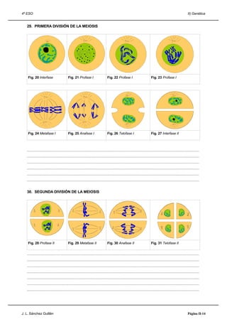 4º ESO                                                                                                                                                                     II) Genética


   29. PRIMERA DIVISIÓN DE LA MEIOSIS




    Fig. 20 Interfase                         Fig. 21 Profase I                        Fig. 22 Profase I                             Fig. 23 Profase I




    Fig. 24 Metafase I                        Fig. 25 Anafase I                        Fig. 26 Telofase I                            Fig. 27 Interfase II



   .....................................................................................................................................................................................
   .....................................................................................................................................................................................
   .....................................................................................................................................................................................
   .....................................................................................................................................................................................
   .....................................................................................................................................................................................
   .....................................................................................................................................................................................


   30. SEGUNDA DIVISIÓN DE LA MEIOSIS




    Fig. 28 Profase II                        Fig. 29 Metafase II                      Fig. 30 Anafase II                            Fig. 31 Telofase II


   .....................................................................................................................................................................................
   .....................................................................................................................................................................................
   .....................................................................................................................................................................................
   .....................................................................................................................................................................................
   .....................................................................................................................................................................................
   .....................................................................................................................................................................................
   .....................................................................................................................................................................................




J. L. Sánchez Guillén                                                                                                                                                      Página II-14
 