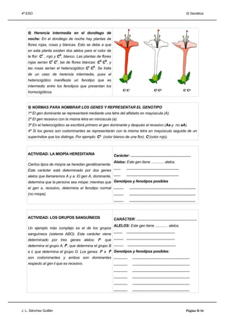 4º ESO                                                                                                                                        II) Genética




    8) Herencia intermedia en el dondiego de
    noche: En el dondiego de noche hay plantas de
    flores rojas, rosas y blancas. Esto se debe a que
    en esta planta existen dos alelos para el color de
    la flor: Cr , rojo y Cb, blanco. Las plantas de flores
    rojas serían Cr Cr, las de flores blancas: Cb Cb, y
    las rosas serían el heterocigótico Cr Cb. Se trata
    de un caso de herencia intermedia, pues el
    heterocigótico manifiesta un fenotipo que es
    intermedio entre los fenotipos que presentan los
    homocigóticos.



    9) NORMAS PARA NOMBRAR LOS GENES Y REPRESENTAR EL GENOTIPO
    1ª El gen dominante se representará mediante una letra del alfabeto en mayúscula (A).
    2ª El gen recesivo con la misma letra en minúscula (a).
    3ª En el heterocigótico se escribirá primero el gen dominante y después el recesivo (Aa y no aA).
    4ª Si los genes son codominantes se representarán con la misma letra en mayúscula seguida de un
    superíndice que los distinga. Por ejemplo: Cb (color blanco de una flor), Cr(color rojo).



    ACTIVIDAD: LA MIOPÍA HEREDITARIA                                Carácter: .............................................................
                                                                    Alelos: Este gen tiene ............. alelos.
    Ciertos tipos de miopía se heredan genéticamente.
    Este carácter está determinado por dos genes .......                         .....................................................

    alelos que llamaremos A y a. El gen A, dominante, .......                    .....................................................
    determina que la persona sea miope; mientras que Genotipos y fenotipos posibles
    el gen a, recesivo, determina el fenotipo normal .......... ...................................................................
    (no miope).                                                     ..........       ...................................................................
                                                                    ..........       ...................................................................



    ACTIVIDAD: LOS GRUPOS SANGUÍNEOS                                CARÁCTER: .............................................................
                                                                    ALELOS: Este gen tiene ............. alelos.
    Un ejemplo más complejo es el de los grupos
    sanguíneos (sistema ABO). Este carácter viene ......... .................................................
    determinado por tres genes alelos: IA, que .......... .................................................
    determina el grupo A, IB, que determina el grupo B .......... .................................................
    e i, que determina el grupo O. Los genes IA e IB Genotipos y fenotipos posibles:
    son codominantes y ambos son dominantes ..............                             ..........................................................
    respecto al gen i que es recesivo.                              ..............     ..........................................................
                                                                    ..............     ..........................................................
                                                                    ..............     ..........................................................
                                                                    ..............     ..........................................................
                                                                    ..............     ..........................................................




J. L. Sánchez Guillén                                                                                                                         Página II-16
 