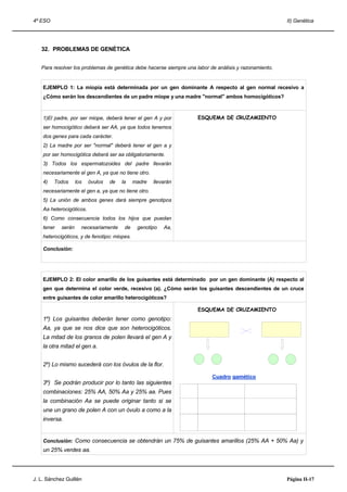 4º ESO                                                                                                  II) Genética




   32. PROBLEMAS DE GENÉTICA


   Para resolver los problemas de genética debe hacerse siempre una labor de análisis y razonamiento.


    EJEMPLO 1: La miopía está determinada por un gen dominante A respecto al gen normal recesivo a
    ¿Cómo serán los descendientes de un padre miope y una madre "normal" ambos homocigóticos?



    1)El padre, por ser miope, deberá tener el gen A y por           ESQUEMA DE CRUZAMIENTO
    ser homocigótico deberá ser AA, ya que todos tenemos
    dos genes para cada carácter.
    2) La madre por ser "normal" deberá tener el gen a y
    por ser homocigótica deberá ser aa obligatoriamente.
    3) Todos los espermatozoides del padre llevarán
    necesariamente el gen A, ya que no tiene otro.
    4)   Todos      los   óvulos   de   la    madre   llevarán
    necesariamente el gen a, ya que no tiene otro.
    5) La unión de ambos genes dará siempre genotipos
    Aa heterocigóticos.
    6) Como consecuencia todos los hijos que puedan
    tener   serán     necesariamente     de    genotipo   Aa,
    heterocigóticos, y de fenotipo: miopes.

    Conclusión:




    EJEMPLO 2: El color amarillo de los guisantes está determinado por un gen dominante (A) respecto al
    gen que determina el color verde, recesivo (a). ¿Cómo serán los guisantes descendientes de un cruce
    entre guisantes de color amarillo heterocigóticos?

                                                                     ESQUEMA DE CRUZAMIENTO
    1º) Los guisantes deberán tener como genotipo:
    Aa, ya que se nos dice que son heterocigóticos.
    La mitad de los granos de polen llevará el gen A y
    la otra mitad el gen a.


    2º) Lo mismo sucederá con los óvulos de la flor.

                                                                           Cuadro gamético
    3º) Se podrán producir por lo tanto las siguientes
    combinaciones: 25% AA, 50% Aa y 25% aa. Pues
    la combinación Aa se puede originar tanto si se
    une un grano de polen A con un óvulo a como a la
    inversa.


    Conclusión: Como consecuencia se obtendrán un 75% de guisantes amarillos (25% AA + 50% Aa) y
    un 25% verdes aa.



J. L. Sánchez Guillén                                                                                   Página II-17
 