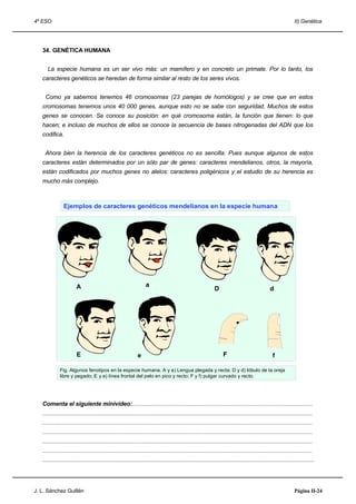 4º ESO                                                                                                                                                                     II) Genética




   34. GENÉTICA HUMANA


      La especie humana es un ser vivo más: un mamífero y en concreto un primate. Por lo tanto, los
   caracteres genéticos se heredan de forma similar al resto de los seres vivos.


     Como ya sabemos tenemos 46 cromosomas (23 parejas de homólogos) y se cree que en estos
   cromosomas tenemos unos 40 000 genes, aunque esto no se sabe con seguridad. Muchos de estos
   genes se conocen. Se conoce su posición: en qué cromosoma están, la función que tienen: lo que
   hacen; e incluso de muchos de ellos se conoce la secuencia de bases nitrogenadas del ADN que los
   codifica.


    Ahora bien la herencia de los caracteres genéticos no es sencilla. Pues aunque algunos de estos
   caracteres están determinados por un sólo par de genes: caracteres mendelianos, otros, la mayoría,
   están codificados por muchos genes no alelos: caracteres poligénicos y el estudio de su herencia es
   mucho más complejo.



                 Ejemplos de caracteres genéticos mendelianos en la especie humana




                         A                                              a
                                                                                                                      D                                    d




                         E                                        e                                                         F                                f

              Fig. Algunos fenotipos en la especie humana. A y a) Lengua plegada y recta; D y d) lóbulo de la oreja 77
              libre y pegado; E y e) línea frontal del pelo en pico y recto; F y f) pulgar curvado y recto.




   Comenta el siguiente minivideo:.........................................................................................................................
   .....................................................................................................................................................................................
   .....................................................................................................................................................................................
   .....................................................................................................................................................................................
   .....................................................................................................................................................................................
   .....................................................................................................................................................................................
   ....................................................................................................................................................................




J. L. Sánchez Guillén                                                                                                                                                      Página II-24
 