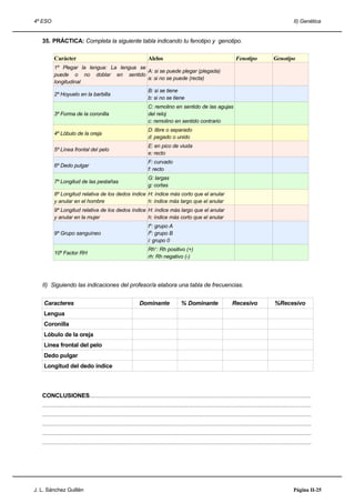 4º ESO                                                                                                                                                                     II) Genética


   35. PRÁCTICA: Completa la siguiente tabla indicando tu fenotipo y genotipo.

          Carácter                                                        Alelos                                                     Fenotipo                 Genotipo
          1º Plegar la lengua: La lengua se
                                            A: si se puede plegar (plegada)
          puede o no doblar en sentido
                                            a: si no se puede (recta)
          longitudinal
                                                                          B: si se tiene
          2º Hoyuelo en la barbilla
                                                                          b: si no se tiene
                                                                          C: remolino en sentido de las agujas
          3º Forma de la coronilla                                        del reloj
                                                                          c: remolino en sentido contrario
                                                                          D: libre o separado
          4º Lóbulo de la oreja
                                                                          d: pegado o unido
                                                                          E: en pico de viuda
          5º Línea frontal del pelo
                                                                          e: recto
                                                                          F: curvado
          6º Dedo pulgar
                                                                          f: recto
                                                                          G: largas
          7º Longitud de las pestañas
                                                                          g: cortas
          8º Longitud relativa de los dedos índice H: índice más corto que el anular
          y anular en el hombre                    h: índice más largo que el anular
          9º Longitud relativa de los dedos índice H: índice más largo que el anular
          y anular en la mujer                     h: índice más corto que el anular
                                                                          IA: grupo A
          9º Grupo sanguíneo                                              IB: grupo B
                                                                          i: grupo 0
                                                                          Rh+: Rh positivo (+)
          10º Factor RH
                                                                          rh: Rh negativo (-)




   II) Siguiendo las indicaciones del profesor/a elabora una tabla de frecuencias.


    Caracteres                                                      Dominante                   % Dominante                       Recesivo                     %Recesivo
    Lengua
    Coronilla
    Lóbulo de la oreja
    Linea frontal del pelo
    Dedo pulgar
    Longitud del dedo índice



   CONCLUSIONES.....................................................................................................................................................
   .....................................................................................................................................................................................
   .....................................................................................................................................................................................
   .....................................................................................................................................................................................
   .....................................................................................................................................................................................
   .....................................................................................................................................................................................




J. L. Sánchez Guillén                                                                                                                                                      Página II-25
 