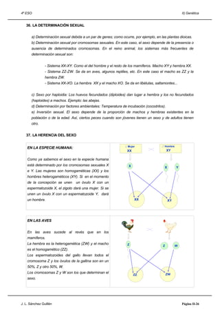 4º ESO                                                                                                II) Genética


   36. LA DETERMINACIÓN SEXUAL


       a) Determinación sexual debida a un par de genes; como ocurre, por ejemplo, en las plantas dioicas.
       b) Determinación sexual por cromosomas sexuales. En este caso, el sexo depende de la presencia o
       ausencia de determinados cromosomas. En el reino animal, los sistemas más frecuentes de
       determinación sexual son:


                - Sistema XX-XY. Como el del hombre y el resto de los mamíferos. Macho XY y hembra XX.
                - Sistema ZZ-ZW. Se da en aves, algunos reptiles, etc. En este caso el macho es ZZ y la
                hembra ZW.
                - Sistema XX-XO. La hembra XX y el macho XO. Se da en libélulas, saltamontes...


       c) Sexo por haploidia: Los huevos fecundados (diploides) dan lugar a hembra y los no fecundados
       (haploides) a machos. Ejemplo: las abejas.
       d) Determinación por factores ambientales: Temperatura de incubación (cocodrilos).
       e) Inversión sexual. El sexo depende de la proporción de machos y hembras existentes en la
       población o de la edad. Así, ciertos peces cuando son jóvenes tienen un sexo y de adultos tienen
       otro.


   37. LA HERENCIA DEL SEXO

                                                                ♀ Mujer                ♂ Hombre
    EN LA ESPECIE HUMANA:
                                                                 XX                         XY

    Como ya sabemos el sexo en la especie humana
    está determinado por los cromosomas sexuales X                X                      X        Y
    e Y. Las mujeres son homogaméticas (XX) y los
    hombres heterogaméticos (XY). Si en el momento
    de la concepción se unen       un óvulo X con un
    espermatozoide X, el zigoto dará una mujer. Si se
    unen un óvulo X con un espermatozoide Y, dará
    un hombre.                                                        XX                     XY




    EN LAS AVES


    En las aves sucede al revés que en los
    mamíferos.
    La hembra es la heterogamética (ZW) y el macho                Z                     Z         W
    es el homogamético (ZZ).
    Los espermatozoides del gallo llevan todos el
    cromosoma Z y los óvulos de la gallina son en un
    50%, Z y otro 50%, W.
    Los cromosomas Z y W son los que determinan el                                          ZW
                                                                      ZZ
    sexo.




J. L. Sánchez Guillén                                                                                 Página II-26
 
