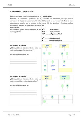 4º ESO                                                                                                                             II) Genética




   38. LA HERENCIA LIGADA AL SEXO


    Ciertos caracteres, como la enfermedad de la LA HEMOFILIA
    hemofilia,         se      encuentran            localizados              en   el La hemofilia está determinada por un gen recesivo
    cromosoma X, otros se encuentran en el Y. Estos (h) localizado en el cromosoma X, frente al alelo
    caracteres no sexuales que se localizan en los normal (H). Los genotipos y fenotipos posibles
    cromosomas sexuales se denominan caracteres son:
    ligados al sexo.
                                                                                       H H
    Los caracteres ligados al sexo se heredan de una X X …….. Mujer normal
                                                      H h
    manera particular.                               X X …….. Mujer portadora
                                                                                       h h
                                                                                      X X …….. ¿Mujer hemofílica?

                                                                                       H
                                                                                      X Y …….. Hombre normal
                                                                                       h
                                                                                      X Y …….. Hombre hemofílico


    LA HEMOFILIA: CASO 1                                                                       ♀ Mujer             ♂ Hombre
                                                                                                XHXh                  XHY
    ¿Cómo podrán ser los descendientes entre una
    mujer portadora y un hombre normal ?

                                                                                           XH                        XH
    Los descendientes podrán ser:
    .......................................................................
    .......................................................................
    .......................................................................                     ♂
                                                                                                                          Y
    .......................................................................                ♀

                                                                                           XH            XHXH          XHY


                                                                                           Xh            XHXh




    LA HEMOFILIA: CASO 2                                                                   ♀ Mujer                  ♂ Hombre

    ¿Cómo podrán ser los descendientes entre una                                               XHXH                   XhY
    mujer no hemofílica y un hombre hemofílico ?


    Los descendientes podrán ser:                                                                XH                            Y
    .......................................................................
    .......................................................................
    .......................................................................
    .......................................................................
                                                                                               ♂
                                                                                                         Xh               Y
                                                                                       ♀




J. L. Sánchez Guillén                                                                                                              Página II-27
 