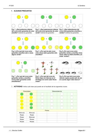 4º ESO                                                                                                      II) Genética


   1. ALGUNAS PREGUNTAS


                        X                                    X                                  X




    Fig. 1 ¿Qué podremos obtener       Fig. 2 ¿Qué esperaremos obtener Fig. 3 ¿Qué obtendremos del
    del cruce entre guisantes de color del cruce entre guisantes de color cruce entre guisantes amarillos y
    amarillo? Colorea los guisantes.   verde? Colorea los guisantes.      verdes? Colorea los guisantes.



                        X                                    X                                  X




    Fig. 4 ¿Por qué del cruce entre           Fig. 5 ¿Por qué de este cruce     Fig. 6 ¿Por qué cruce entre
    guisantes amarillos sale a veces          unas veces salen guisantes sólo   guisantes verdes y amarillos otras
    alguno verde?                             amarillos?                        veces salen la mitad amarillos y la
                                                                                mitad verdes?



                   X
                                                                 X




    Fig. 7 ¿Por qué del cruce entre           Fig. 8 ¿Por qué del cruce de      Fig. 9 ¿Por qué del cruce entre
    guisantes verdes y amarillos              flores rojas con blancas en el    ratones negros puede salir de vez
    nunca salen guisantes verde               dondiego de noche salen flores    en cuando algún ratón blanco?
    amarillentos?                             rosas?


   2. ACTIVIDAD: Indica cuál crees que puede ser el resultado de los siguientes cruces.

                            Parentales                               Descendencia




                                                           Flores
                Blancas             Blancas
                 Rojas               Rojas
                 Rojas              Blancas
                 Rojas               Rosas
                 Rosas               Rosas




J. L. Sánchez Guillén                                                                                        Página II-3
 