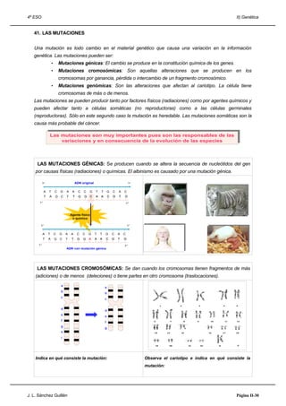 4º ESO                                                                                                                     II) Genética


   41. LAS MUTACIONES


   Una mutación es todo cambio en el material genético que causa una variación en la información
   genética. Las mutaciones pueden ser:
                 •       Mutaciones génicas: El cambio se produce en la constitución química de los genes.
                 •       Mutaciones cromosómicas: Son aquellas alteraciones que se producen en los
                         cromosomas por ganancia, pérdida o intercambio de un fragmento cromosómico.
                 •       Mutaciones genómicas: Son las alteraciones que afectan al cariotipo. La célula tiene
                         cromosomas de más o de menos.
   Las mutaciones se pueden producir tanto por factores físicos (radiaciones) como por agentes químicos y
   pueden afectar tanto a células somáticas (no reproductoras) como a las células germinales
   (reproductoras). Sólo en este segundo caso la mutación es heredable. Las mutaciones somáticas son la
   causa más probable del cáncer.

              Las mutaciones son muy importantes pues son las responsables de las
             Las mutaciones son muy importantes pues son las responsables de las
                  variaciones y en consecuencia de la evolución de las especies
                 variaciones y en consecuencia de la evolución de las especies




     LAS MUTACIONES GÉNICAS: Se producen cuando se altera la secuencia de nucleótidos del gen
    por causas físicas (radiaciones) o químicas. El albinismo es causado por una mutación génica.

                                       ADN original

         A   T       C    G   A    A     C   C   G    T   T       G   C   A   C
         T   A       G    C   T    T     G   G   C    A   A       C   G   T   G




                                  Agente físico
                                   o químico




         A   T       C   G    A   A     C    C   G    T   T   G       C   A   C
         T   A       G   C    T    T    G    G   A    A   A       C   G   T   G


                              ADN con mutación génica




     LAS MUTACIONES CROMOSÓMICAS: Se dan cuando los cromosomas tienen fragmentos de más
    (adiciones) o de menos (deleciones) o tiene partes en otro cromosoma (traslocaciones).
                          a
                                                              a
                          b
                                                              b
                          c
                                                              c


                          d
                                                              d
                          e
                                                              e
                          f
                                                              f
                          g
                                                              g
                          h
                          i




    Indica en qué consiste la mutación:                                           Observa el cariotipo e indica en qué consiste la
                                                                                  mutación:




J. L. Sánchez Guillén                                                                                                      Página II-30
 