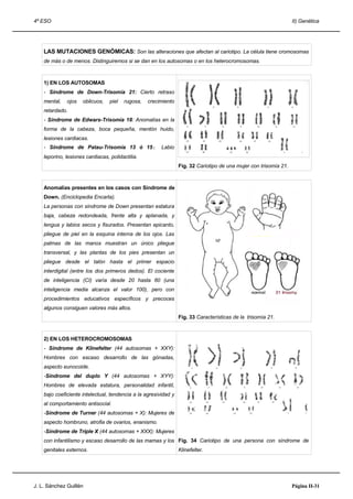 4º ESO                                                                                                             II) Genética




    LAS MUTACIONES GENÓMICAS: Son las alteraciones que afectan al cariotipo. La célula tiene cromosomas
    de más o de menos. Distinguiremos si se dan en los autosomas o en los heterocromosomas.



    1) EN LOS AUTOSOMAS
    - Síndrome de Down-Trisomía 21: Cierto retraso
    mental,   ojos   oblicuos,    piel   rugosa,   crecimiento
    retardado.
    - Síndrome de Edwars-Trisomía 18: Anomalías en la
    forma de la cabeza, boca pequeña, mentón huido,
    lesiones cardiacas.
    - Síndrome de Patau-Trisomía 13 ó 15:               Labio
    leporino, lesiones cardiacas, polidactilia.
                                                                 Fig. 32 Cariotipo de una mujer con trisomía 21.



    Anomalías presentes en los casos con Síndrome de
    Down. (Enciclopedia Encarta).
    La personas con síndrome de Down presentan estatura
    baja, cabeza redondeada, frente alta y aplanada, y
    lengua y labios secos y fisurados. Presentan epicanto,
    pliegue de piel en la esquina interna de los ojos. Las
    palmas de las manos muestran un único pliegue
    transversal, y las plantas de los pies presentan un
    pliegue desde el talón hasta el primer espacio
    interdigital (entre los dos primeros dedos). El cociente
    de inteligencia (CI) varía desde 20 hasta 60 (una
    inteligencia media alcanza el valor 100), pero con
    procedimientos educativos específicos y precoces
    algunos consiguen valores más altos.
                                                                 Fig. 33 Características de la trisomía 21.



    2) EN LOS HETEROCROMOSOMAS
    - Síndrome de Klinefelter (44 autosomas + XXY):
    Hombres con escaso desarrollo de las gónadas,
    aspecto eunocoide.
    -Síndrome del duplo Y (44 autosomas + XYY):
    Hombres de elevada estatura, personalidad infantil,
    bajo coeficiente intelectual, tendencia a la agresividad y
    al comportamiento antisocial.
    -Síndrome de Turner (44 autosomas + X): Mujeres de
    aspecto hombruno, atrofia de ovarios, enanismo.
    -Síndrome de Triple X (44 autosomas + XXX): Mujeres
    con infantilismo y escaso desarrollo de las mamas y los Fig. 34 Cariotipo de una persona con síndrome de
    genitales externos.                                          Klinefelter.




J. L. Sánchez Guillén                                                                                              Página II-31
 