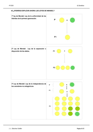 4º ESO                                                                  II) Genética


   42.¿PODRÍAS EXPLICAR AHORA LAS LEYES DE MENDEL?


    1ª ley de Mendel: Ley de la uniformidad de los
    híbridos de la primera generación.
                                                           P        X




                                                           F1




    2ª Ley de Mendel:     Ley de la separación o
    disyunción de los alelos.                             F1    X




                                                          F2




    3ª Ley de Mendel: Ley de la independencia de                    X
                                                     P
    los caracteres no antagónicos.

                                                     F1
                                                                    X




                                                     F2




J. L. Sánchez Guillén                                                   Página II-32
 