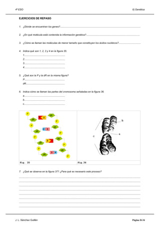 4º ESO                                                                                                                                                                     II) Genética


   EJERCICIOS DE REPASO


   1. ¿Dónde se encuentran los genes?........................................................................................................................


   2. ¿En qué molécula está contenida la información genética?................................................................................


   3. ¿Cómo se llaman las moléculas de menor tamaño que constituyen los ácidos nucléicos?.................................


   4. Indica qué son 1, 2, 3 y 4 en la figura 35.
        1.............................................................
        2.............................................................
        3.............................................................
        4.............................................................


   5. ¿Qué son la P y la dR en la misma figura?
        P............................................................
        dR..........................................................


   6. Indica cómo se llaman las partes del cromosoma señaladas en la figura 36.
        a.............................................................
        b.............................................................
        c.............................................................



              P
                                                dR
                                  1    2
                     dR
                                                          P
                    P
                                                      dR
                                       C    3
                             dR
                                                               P
                         P
                                                            dR
                                            2
                                  dR
                                                                     P
                               P
                                                                 dR
                                                  3     4
                                       dR
                                                                          P

    Fig. 35                                                                               Fig.36


   7. ¿Qué se observa en la figura 37? ¿Para qué es necesario este proceso?

   .....................................................................................................................................................................................
   .....................................................................................................................................................................................
   .....................................................................................................................................................................................
   .....................................................................................................................................................................................
   .....................................................................................................................................................................................
   .....................................................................................................................................................................................
   .....................................................................................................................................................................................
   .....................................................................................................................................................................................




J. L. Sánchez Guillén                                                                                                                                                      Página II-34
 