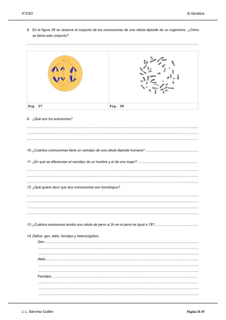 4º ESO                                                                                                                                                                     II) Genética



   8. En la figura 38 se observa el conjunto de los cromosomas de una célula diploide de un organismo. ¿Cómo
        se llama este conjunto?

   .....................................................................................................................................................................................




    Fig. 37                                                                               Fig. 38


   9. ¿Qué son los autosomas?

   .....................................................................................................................................................................................
   .....................................................................................................................................................................................
   .....................................................................................................................................................................................


   10. ¿Cuántos cromosomas tiene un cariotipo de una célula diploide humana? ........................................................


   11. ¿En qué se diferencian el cariotipo de un hombre y el de una mujer? ................................................................

   .....................................................................................................................................................................................
   .....................................................................................................................................................................................
   .....................................................................................................................................................................................
   12. ¿Qué quiere decir que dos cromosomas son homólogos?

   .....................................................................................................................................................................................
   .....................................................................................................................................................................................
   .....................................................................................................................................................................................
   .....................................................................................................................................................................................


   13. ¿Cuántos autosomas tendrá una célula de perro si 2n en el perro es igual a 78?...............................................


   14. Define: gen, alelo, fenotipo y heterocigótico.
              Gen ..................................................................................................................................................................
               .........................................................................................................................................................................
               .........................................................................................................................................................................
              Alelo..................................................................................................................................................................
               .........................................................................................................................................................................
               .........................................................................................................................................................................
              Fenotipo...........................................................................................................................................................
               .........................................................................................................................................................................
               .........................................................................................................................................................................
               .........................................................................................................................................................................




J. L. Sánchez Guillén                                                                                                                                                      Página II-35
 