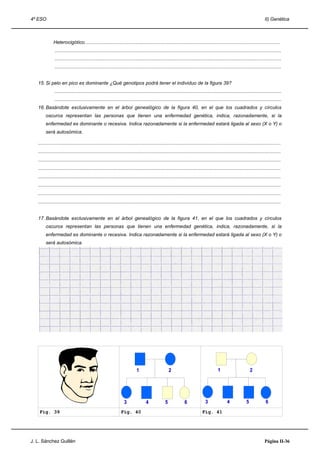 4º ESO                                                                                                                                                                     II) Genética



              Heterocigótico..................................................................................................................................................
               .........................................................................................................................................................................
               .........................................................................................................................................................................
               .........................................................................................................................................................................


   15. Si pelo en pico es dominante ¿Qué genotipos podrá tener el individuo de la figura 39?
               .........................................................................................................................................................................
               .........................................................................................................................................................................
   16. Basándote exclusivamente en el árbol genealógico de la figura 40, en el que los cuadrados y círculos
        oscuros representan las personas que tienen una enfermedad genética, indica, razonadamente, si la
        enfermedad es dominante o recesiva. Indica razonadamente si la enfermedad estará ligada al sexo (X o Y) o
        será autosómica.

   .....................................................................................................................................................................................
   .....................................................................................................................................................................................
   .....................................................................................................................................................................................
   .....................................................................................................................................................................................
   .....................................................................................................................................................................................
   .....................................................................................................................................................................................
   .....................................................................................................................................................................................
   .....................................................................................................................................................................................


   17. Basándote exclusivamente en el árbol genealógico de la figura 41, en el que los cuadrados y círculos
        oscuros representan las personas que tienen una enfermedad genética, indica, razonadamente, si la
        enfermedad es dominante o recesiva. Indica razonadamente si la enfermedad estará ligada al sexo (X o Y) o
        será autosómica.




                                                                            1                        2                                   1                        2




                                                                   3               4             5              6              3               4              5             6
    Fig. 39                                                     Fig. 40                                                      Fig. 41




J. L. Sánchez Guillén                                                                                                                                                      Página II-36
 