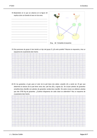 4º ESO                                                                                                                       II) Genética



   18. Basándote en lo que se observa en la figura 42
        explica cómo se hereda el sexo en las aves.

   ........................................................................................
   ........................................................................................
   ........................................................................................
   ........................................................................................
   ........................................................................................
   ........................................................................................
   ........................................................................................
   ........................................................................................
   ........................................................................................
   ........................................................................................
                                                                                              Fig. 42 Completa el esquema.



   19. Dos personas de grupo A han tenido un hijo del grupo O ¿Es esto posible? Razona la respuesta y haz un
        esquema de cruzamiento bien hecho.




   20. En los guisantes, el gen para el color de la piel tiene dos alelos: amarillo (A) y verde (a). El gen que
        determina la textura de la piel tiene otros dos: piel lisa (B) y rugosa (b). Se cruzan plantas de guisantes
        amarillos-lisos (Aa,Bb) con plantas de guisantes verdes-lisos (aa,Bb). De estos cruces se obtienen plantas
        que dan 5700 Kg de guisantes. ¿Cuántos kilogramos de cada clase se obtendrán? Haz un esquema de
        cruzamiento bien hecho.




J. L. Sánchez Guillén                                                                                                        Página II-37
 