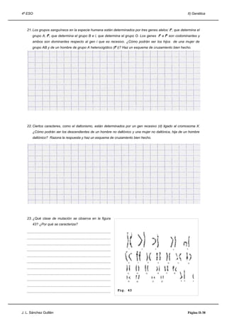 4º ESO                                                                                                                                                                   II) Genética



   21. Los grupos sanguíneos en la especie humana están determinados por tres genes alelos: IA, que determina el
        grupo A, IB, que determina el grupo B e i, que determina el grupo O. Los genes IA e IB son codominantes y
        ambos son dominantes respecto al gen i que es recesivo. ¿Cómo podrán ser los hijos de una mujer de
        grupo AB y de un hombre de grupo A heterocigótico (IA i)? Haz un esquema de cruzamiento bien hecho.




   22. Ciertos caracteres, como el daltonismo, están determinados por un gen recesivo (d) ligado al cromosoma X.
        ¿Cómo podrán ser los descendientes de un hombre no daltónico y una mujer no daltónica, hija de un hombre
        daltónico? Razona la respuesta y haz un esquema de cruzamiento bien hecho.




   23. ¿Qué clase de mutación se observa en la figura
        43? ¿Por qué se caracteriza?

   ........................................................................................
   ........................................................................................
   ........................................................................................
   ........................................................................................         1        2                 3                       4                 5



   ........................................................................................
   ........................................................................................        6     7            8            9              10        11           12

   ........................................................................................
   ........................................................................................       13    14       15                16        17        18


   ........................................................................................        19   20                21            22                       X   X        Y

   ........................................................................................
   ........................................................................................   Fig. 43




J. L. Sánchez Guillén                                                                                                                                                    Página II-38
 