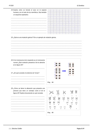 4º ESO                                                                                                                                                                     II) Genética


   24. Explica cómo se hereda el sexo en la especie
        humana y en el resto de los mamíferos. Haz también
        un esquema explicativo.

   ...........................................................................................
   ...........................................................................................
   ...........................................................................................
   ...........................................................................................
   ...........................................................................................
   ...........................................................................................
   ...........................................................................................


   25. ¿Qué es una mutación génica? Pon un ejemplo de mutación génica.

   .....................................................................................................................................................................................
   .....................................................................................................................................................................................
   .....................................................................................................................................................................................
   .....................................................................................................................................................................................
   .....................................................................................................................................................................................
   .....................................................................................................................................................................................
   .....................................................................................................................................................................................


   26. Si el cromosoma de la izquierda es el cromosoma
        normal ¿Qué mutación presenta el de la derecha                                                            a
                                                                                                                                                     a
                                                                                                                  b
        en la figura 44?                                                                                                                             b
                                                                                                                  c
                                                                                                                                                     c
   ......................................................................................
                                                                                                                  d
                                                                                                                                                     d
                                                                                                                  e
                                                                                                                                                     e
                                                                                                                  f
   27. ¿En qué consiste el síndrome de Turner?                                                                                                       f
                                                                                                                  g
                                                                                                                                                     g
   ......................................................................................                         h
                                                                                                                  i
   ......................................................................................
   ......................................................................................
                                                                                                 Fig. 44
   ......................................................................................


   28. ¿Cómo se llama la alteración que presenta una
        persona que tiene un cariotipo como el de la
        figura 45? Explica brevemente en qué consiste.

   ......................................................................................
   ......................................................................................
   ......................................................................................
   ......................................................................................
   ......................................................................................
   ......................................................................................
   ......................................................................................
                                                                                                 Fig. 45




J. L. Sánchez Guillén                                                                                                                                                      Página II-39
 