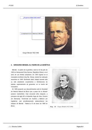4º ESO                                                                                                   II) Genética




                         ¿A qué se debe todo esto?




                     La explicación se la debemos a Mendel




                         Gregor Mendel 1822-1884
                                                                                               15




   3. GREGORIO MENDEL EL PADRE DE LA GENÉTICA


     Mendel, el padre de la genética, nació el 22 de julio de
   1822 en Heinzendorf (hoy Hyncice, República Checa) en el
   seno de una familia campesina. En 1843 ingresó en el
   monasterio de Brünn (hoy Rp. Checa), donde fue ordenado
   sacerdote en 1846. Nombrado abad, trabajó durante toda
   su vida estudiando cruzamientos e hibridaciones de
   plantas, especialmente de guisantes, en la huerta del
   monasterio.
     En 1865 presentó sus descubrimientos ante la Sociedad
   de Historia Natural de Brunn que a pesar de su difusión
   pasaron inadvertidos. Casi cincuenta años después, a
   principios del siglo XX, el holandés Hugo de Vries, Correns
   (en Alemania), Tschermak (en Austria) y Beteson (en
   Inglaterra),   casi   simultáneamente    redescubrieron   los
   trabajos de Mendel.      Falleció el 6 de enero de 1884 en
   Brünn.                                                          Fig. 10   Gregor Mendel (1822-1884)




J. L. Sánchez Guillén                                                                                     Página II-4
 