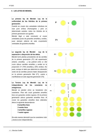 4º ESO                                                                                 II) Genética


   4. LAS LEYES DE MENDEL



    La   primera        ley    de     Mendel:     Ley     de   la
    uniformidad de los híbridos de la primera
                                                                          P        X
    generación.
    Cuando se cruzan dos variedades individuos de
    raza pura      ambos           (homocigotos     ) para un
    determinado carácter, todos los híbridos de la
    primera generación son iguales.
    Mendel    llegó      a    esta     conclusión    al   cruzar
    variedades puras de guisantes amarillas y verdes,
                                                                          F1
    pues siempre obtenía de este cruzamiento
    variedades de guisante amarillas.




    La segunda ley de Mendel:                       Ley de la
    separación o disyunción de los alelos.                               F1    X

    Mendel tomó plantas procedentes de las semillas
    de la primera generación (F1) del experimento
    anterior, amarillas,       y las polinizó entre sí. Del
    cruce obtuvo semillas amarillas y verdes en la
    proporción 3:1 (75% amarillas y 25% verdes). Así
    pues, aunque el alelo que determina la coloración
    verde de las semillas parecía haber desaparecido                     F2
    en la primera generación filial (F1), vuelve a
    manifestarse en esta segunda generación (F2).


    La   Tercera        Ley    de     Mendel:     Ley     de   la
    independencia             de      los   caracteres         no   P              X

    antagónicos.
    Mendel se planteó cómo se heredarían dos                        F1
    caracteres. Para ello cruzó guisantes amarillos                                X

    lisos con guisantes verdes rugosos. En la primera
    generación obtuvo guisantes amarillos lisos. Al
    cruzar los guisantes amarillos lisos obtenidos
    dieron la siguiente descendencia:
             9 amarillos lisos
                                                                    F2
             3 verdes lisos
             3 amarillos rugosos
             1 verde rugoso


    De esta manera demostró que los caracteres color
    y textura eran independientes.




J. L. Sánchez Guillén                                                                   Página II-5
 