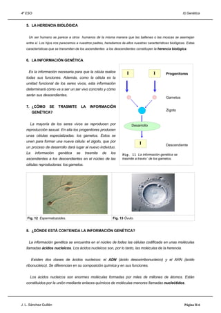 4º ESO                                                                                                       II) Genética


   5. LA HERENCIA BIOLÓGICA


     Un ser humano se parece a otros humanos de la misma manera que las ballenas o las moscas se asemejan
   entre sí. Los hijos nos parecemos a nuestros padres, heredamos de ellos nuestras características biológicas. Estas
   características que se transmiten de los ascendientes a los descendientes constituyen la herencia biológica.


   6. LA INFORMACIÓN GENÉTICA


     Es la información necesaria para que la célula realice            I                 I       Progenitores
   todas sus funciones. Además, como la célula es la
   unidad funcional de los seres vivos, esta información
   determinará cómo va a ser un ser vivo concreto y cómo
   serán sus descendientes.
                                                                                                 Gametos

   7. ¿CÓMO        SE   TRASMITE          LA   INFORMACIÓN
                                                                                                 Zigoto
        GENÉTICA?


      La mayoría de los seres vivos se reproducen por                      Desarrollo
   reproducción sexual. En ella los progenitores producen
   unas células especializadas: los gametos. Estos se
   unen para formar una nueva célula: el zigoto, que por
                                                                               I                 Descendiente
   un proceso de desarrollo dará lugar al nuevo individuo.
   La     información   genética     se    trasmite   de    los     Fig. 11 La información genética se
   ascendientes a los descendientes en el núcleo de las             trasmite a través´ de los gametos.
   células reproductoras: los gametos.




    Fig. 12 Espermatozoides.                                 Fig. 13 Óvulo.


   8. ¿DÓNDE ESTÁ CONTENIDA LA INFORMACIÓN GENÉTICA?


     La información genética se encuentra en el núcleo de todas las células codificada en unas moléculas
   llamadas ácidos nucleicos. Los ácidos nucleicos son, por lo tanto, las moléculas de la herencia.


        Existen dos clases de ácidos nucleicos: el ADN (ácido desoxirribonucleico) y el ARN (ácido
   ribonucleico). Se diferencian en su composición química y en sus funciones.


      Los ácidos nucleicos son enormes moléculas formadas por miles de millones de átomos. Están
   constituidos por la unión mediante enlaces químicos de moléculas menores llamadas nucleótidos.




J. L. Sánchez Guillén                                                                                         Página II-6
 
