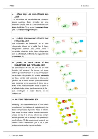 4º ESO                                                              II) Genética




    9.     ¿CÓMO SON LOS NUCLEÓTIDOS DEL
          ADN?
     Los nucleótidos son las unidades que forman los
    ácidos nucleicos. Están formados por otras
    moléculas unidas entre sí. Estas moléculas son:
    ácido fosfórico (P), un azúcar, la desoxirribosa,
    (dR) y una base nitrogenada (BN).




    10. ¿CUÁLES SON LOS NUCLEÓTIDOS QUE
          FORMAN EL ADN?
    Los nucleótidos se diferencian en la base
    nitrogenada. Como en el ADN hay 4 bases
    nitrogenadas    distintas,      sólo    puede haber 4
    nucleótidos diferentes. Estas bases nitrogenadas
    son: la adenina (A), la timina (T), la guanina (G)
    y la citosina (C).


    11.    ¿CÓMO        SE        UNEN      ENTRE      SÍ    LOS
          NUCLEÓTIDOS QUE FORMAN EL ADN?
    La desoxirribosa de uno se une con el ácido
    fosfórico del siguiente. Se forman así largas
    cadena que se diferencian en la secuencia (orden)
    de las bases nitrogenadas. Es en esta secuencia
    de bases donde está contenida la información
    genética, de la misma manera que la información
    está contenida en la secuencia de letras de un
    texto, en los puntos marcados sobre un papel en
    el alfabeto de los ciegos o en la secuencia de 0 y 1
    que     constituyen      el    código    binario    en    los
    ordenadores.


    12. LA DOBLE CADENA DEL ADN


    Watson y Crick descubrieron que el ADN estaba
    constituido por dos cadenas de nucleótidos con las
    bases nitrogenadas dispuestas hacia el interior.
    Las bases de cada cadena estaban apareadas,
    unidas, con las de la otra. La adenina (A) siempre
    estaba apareada con la timina (T) y la guanina (G)
    con la citosina (C). La secuencia de bases de una
    cadena estaría determinada por la de la otra,
    ambas cadenas serían complementarias.




J. L. Sánchez Guillén                                                Página II-7
 