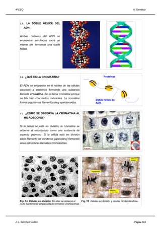 4º ESO                                                                                                    II) Genética




    13. LA DOBLE HÉLICE DEL
         ADN


    Ambas cadenas del ADN se
    encuentran enrolladas sobre un
    mismo eje formando una doble
    hélice.




    14. ¿QUÉ ES LA CROMATINA?                                                    Proteínas


    El ADN se encuentra en el núcleo de las células
    asociado a proteínas formando una sustancia
    llamada cromatina. Se la llama cromatina porque
    se tiñe bien con ciertos colorantes. La cromatina
                                                                        Doble hélice de
    forma larguísimos filamentos muy apelotonados.                      ADN



    15. ¿CÓMO SE OBSERVA LA CROMATINA AL
         MICROSCOPIO?


    Si la célula no está en división, la cromatina se
    observa al microscopio como una sustancia de
    aspecto grumoso. Si la célula está en división
    cada filamento se condensa (apelotona) formando
    unas estructuras llamadas cromosomas.




                                                                                                       Célula en
                                                                                                       división




                                                                    Cromosomas




                                                                                     Célula no
                                                                                     dividiéndose




    Fig. 14 Células en división: En ellas se observa el Fig. 15 Células en división y células no dividiéndose.
    ADN fuertemente empaquetado formando cromosomas.




J. L. Sánchez Guillén                                                                                       Página II-8
 