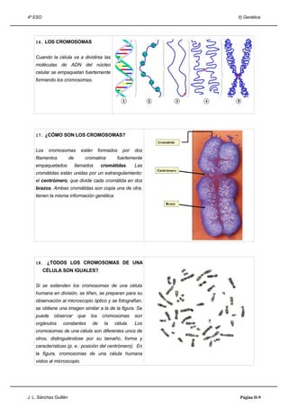 4º ESO                                                           II) Genética




    16. LOS CROMOSOMAS


    Cuando la célula va a dividirse las
    moléculas de ADN del núcleo
    celular se empaquetan fuertemente
    formando los cromosomas.




    17. ¿CÓMO SON LOS CROMOSOMAS?


    Los    cromosomas          están      formados   por   dos
    filamentos          de       cromatina        fuertemente
    empaquetados             llamados      cromátidas.     Las
    cromátidas están unidas por un estrangulamiento:
    el centrómero, que divide cada cromátida en dos
    brazos. Ambas cromátidas son copia una de otra,
    tienen la misma información genética.




    18. ¿TODOS LOS CROMOSOMAS DE UNA
         CÉLULA SON IGUALES?


    Si se extienden los cromosomas de una célula
    humana en división, se tiñen, se preparan para su
    observación al microscopio óptico y se fotografían,
    se obtiene una imagen similar a la de la figura. Se
    puede    observar         que   los    cromosomas      son
    orgánulos     constantes        de      la   célula.   Los
    cromosomas de una célula son diferentes unos de
    otros, distinguiéndose por su tamaño, forma y
    características (p. e.: posición del centrómero). En
    la figura, cromosomas de una célula humana
    vistos al microscopio.




J. L. Sánchez Guillén                                             Página II-9
 