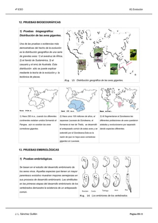 4º ESO                                                                                                                     III) Evolución




   12. PRUEBAS BIOGEOGRÁFICAS


    1) Pruebas biogeográfica:
    Distribución de las aves gigantes.


    Una de las pruebas o evidencias más
    demostrativas del hecho de la evolución
    es la distribución geográfica de una serie
    de grandes aves: 1) el avestruz de África,                                           1

    2) el ñandú de Sudamérica, 3) el
    casuario y el emú de Australia. Esta
    distribución sólo se puede explicar
    mediante la teoría de la evolución y la
                                                                                                                                  (I)
    tectónica de placas.
                                                   Fig. 15 Distribución geográfica de las aves gigantes.




    1) Hace 250 m.a., cuando los diferentes   2) Hace unos 100 millones de años, al          3) Al fragmentarse el Gondwana las
    continentes estaban unidos formando el    separase Laurasia de Gondwana, al              diferentes poblaciones de aves quedaron
    Pangea, aún no existían las aves          formarse el mar de Thetis, se desarrolló       aisladas y evolucionaron por separado
    corredoras gigantes.                      el antepasado común de estas aves y se         dando especies diferentes.
                                              extendió por el Gondwana.Esta es la
                                              razón de que no haya aves corredoras
                                              gigantes en Laurasia.



   13. PRUEBAS EMBRIOLÓGICAS


    1) Pruebas embriológicas.


    Se basan en el estudio del desarrollo embrionario de
    los seres vivos. Aquellas especies que tienen un mayor
    parentesco evolutivo muestran mayores semejanzas en
    sus procesos de desarrollo embrionario. Las similitudes
    en las primeras etapas del desarrollo embrionario de los
    vertebrados demuestra la existencia de un antepasado
    común.
                                                                      Fig. 16 Los embriones de los vertebrados.




J. L. Sánchez Guillén                                                                                                       Página III-11
 
