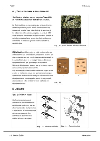 4º ESO                                                                                                         III) Evolución


   15. ¿CÓMO SE ORIGINAN NUEVAS ESPECIES?


    1) ¿Cómo se originan nuevas especies? Aparición
    de variedades: el ejemplo de la Biston betularia.


    La Biston betularia es una mariposa que sirve de alimento a
    muchas especies de pájaros. Hasta 1850 sólo existía en
    Inglaterra la variedad clara, color similar al de la corteza de
    los árboles sobre los que se suele posar. A partir de 1850,
    con el desarrollo industrial y la proliferación de las fábricas, la
    variedad oscura pasó a ser la más abundante en las zonas
    industriales, en las zonas agrícolas continua siéndolo la
    variedad clara.
                                                                          Fig. 21 Busca la Biston Betularia camuflada.



    2) Explicación: Si los árboles no están contaminados sus
    cortezas tienen una tonalidad clara, debido a los líquenes que
    viven sobre ellas. En este caso la variedad mejor adaptada es
    la variedad clara, pues no es vista por las aves. Los pocos
    ejemplares oscuros que aparecen por mutación son
    fácilmente detectados por las aves que se los comen y, como
    consecuencia, no dejan descendientes.
    Con la contaminación los líquenes mueren y la corteza de los
    árboles se vuelve más oscura. Los ejemplares oscuros que
    aparecen por mutación se ven peor y no son detectados. Los
    ejemplares claros, peor adaptados, sufren los efectos de la
    depredación. En estas condiciones cada vez habrá más
                                                                          Fig. 22
    ejemplares oscuros.


   16. LAS RAZAS


    1) La aparición de razas:


    Si diferentes poblaciones de
    individuos de una misma especie
    experimentan variaciones que las
    diferencian debidas al alejamiento o
    a otras causas, se producirán razas
    de una misma especie. Los
    individuos de diferentes razas
    pueden reproducirse entre sí.




                                             Fig. 23 Razas de carbonero.            Fig. 24 Razas de cebras.




J. L. Sánchez Guillén                                                                                           Página III-13
 