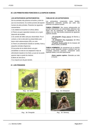 4º ESO                                                                                                        III) Evolución




   20. LOS PRIMATES MÁS PARECIDOS A LA ESPECIE HUMANA


    LOS ANTROPOIDEOS (ANTROPOMORFOS)                          FAMILIAS DE LOS ANTROPOIDEOS
    Son los animales más próximos al hombre y entre los
                                                              Los antropoideos comprenden varias familias.
    que nos encontramos. Su nombre proviene del aspecto       Estudiaremos solamente aquellas que están más
                                                              próximas a la especie humana.
    humano de estos primates. Presentan las siguientes
    características:                                          FAMILIA PÓNGIDOS: Son monos antropomorfos de
                                                              grandes dimensiones con extremidades anteriores más
    1) Su hábitat se encuentran en climas cálidos.
                                                              largas que las posteriores, sin callosidades en las
    2) Tienen una gran capacidad craneana con un gran         nalgas y sin cola. Esta familia comprende las siguientes
                                                              especies actuales:
    desarrollo del encéfalo.
    3) Su sentido del olfato está poco desarrollado. Por el            - El orangután (Pongo satyrus) de Borneo y
                                                                       Sumatra.
    contrario, el de la vista está muy desarrollado pues
                                                                       - El chimpancé (Pan troglodytes) del Africa
    tienen visión estereoscópica (3D) y en color.                      central y occidental.
                                                                       - El gorila (Gorilla gorilla) de los bosques del
    4) Tienen una alimentación basada en semillas, frutos y
                                                                       África central y occidental.
    pequeños animales (frugívoros).
                                                              FAMILIA HOMÍNIDOS: Se caracterizan por su posición
    5) Las puntas de los dedos tienen una gran
                                                              erecta, su gran desarrollo craneal y cerebral y por sus
    sensibilidad; se trata de una adaptación al tipo de       complejas relaciones psíquicas. Comprende varias
                                                              especies fósiles y una sola superviviente:
    alimentación basada en los frutos, ya que así se puede
    apreciar mejor su grado de madurez.                                -Homo sapiens sapiens. Extendido por todo
    6) Modo de vida diurno.                                            el mundo.

    7) La mayoría son de gran tamaño.


   21. LOS PÓNGIDOS




                         Fig. 32 Gorila                                       Fig. 33 Chimpancé




                        Fig. 34 Orangután                                       Fig. 35 Siamang




J. L. Sánchez Guillén                                                                                         Página III-17
 