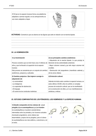4º ESO                                                                                                                                                                   III) Evolución




    4ª) El pie en la especie humana forma una plataforma
    adaptada a caminar erguido; en los antropomorfos es
    una mano adaptada a trepar.




   ACTIVIDAD: Comenta lo que se observa en las figuras que esté en relación con la marcha bípeda.
   .....................................................................................................................................................................................
   .....................................................................................................................................................................................
   .....................................................................................................................................................................................
   .....................................................................................................................................................................................
   .....................................................................................................................................................................................


   24. LA HOMINIZACIÓN


    1) La hominización                                                                         2) Los principales cambios anatómicos:
                                                                                               - Adquisición de la marcha bípeda. Lo que produjo la
    Proceso evolutivo que se inició hace unos 4 millones de liberación de las extremidades anteriores
    años y que ha llevado a la aparición de la especie                                         - Mayor volumen craneal y por ello mayor volumen del
    humana.                                                                                    encéfalo.
    Este proceso se caracteriza por un conjunto de cambios - Disminución del prognatismo (mandíbula saliente) y
    anatómicos, psíquicos y culturales.                                                        de los arcos ciliares.

    3) Cambios psíquicos. Que trajeron consigo la                                              4) Evolución cultural.
    adquisición de:
    --La racionalidad.                                                                         Además de todos estos cambios la especie humana, en
    --La inteligencia.                                                                         estos últimos 35.000, años ha sufrido un complejo
    --La capacidad de abstracción.                                                             proceso de evolución cultural, que se ha manifestado
    --El lenguaje.                                                                             en la construcción de útiles y en sus manifestaciones
    --El control de las conductas instintivas.                                                 artísticas y míticas.




   25. ESTUDIO COMPARATIVO DE LOS PÓNGIDOS, LOS HOMÍNIDOS Y LA ESPECIE HUMANA


    1) Estudio comparativo de los cráneos de: a) un
                                                                                                                            ac
    póngido; b) un australopithecus y c) un hombre
    los australopithecus muestran características
    intermedias entre los primates y los humanos actuales:
    Acentuado prognatismo, arcos ciliares (ac)
                                                                                                     a                             b                               c
    desarrollados, propios de los póngidos, pero el cráneo
    de australopithecus era más esférico y voluminoso y sin
    el moño.




J. L. Sánchez Guillén                                                                                                                                                     Página III-20
 