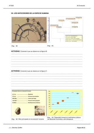 4º ESO                                                                                                                                                                                      III) Evolución




   26. LOS ANTECESORES DE LA ESPECIE HUMANA

                                                                                                0                                                                                         H. sapiens
                                                                                                                                                                                          H. sapiens
                                                                                                                                                           H. neanderthalensis
                                                                                                                                                          H. neanderthalensis

                                                                                                0,1                                  H. erectus
                                                                                                                                     H. erectus

                                                                                                                                                                              H. antecesor
                                                                                                                                                                             H. antecesor


                                                                                                1           Australopithecus
                                                                                                           Australopithecus
                                                                                                                               H. habilis                                     H. ergaster
                                                                                                                                                                              H. ergaster
                                                                                                                              H. habilis

                                                                                                2




                                                                                                3


                                                                                                                                                        4,2 aa1,1 m.a…Australopithecus
                                                                                                                                                         4,2 1,1 m.a…Australopithecus

                                                                                                                                                        2,5 aa1,6 m.a. Homo habilis
                                                                                                                                                         2,5 1,6 m.a. Homo habilis
                                                                                                4
                                                                                                                                                        1,8 aa0,2 m.a. Homo erectus/ergaster
                                                                                                                                                         1,8 0,2 m.a. Homo erectus/ergaster

                                                                                                                                                        0,200 aa0,035 m.a. Homo neanderthalensis
                                                                                                                                                         0,200 0,035 m.a. Homo neanderthalensis

                                                                                                                                                        0,150 aa0 m.a. Homo sapiens
                                                                                                                                                         0,150 0 m.a. Homo sapiens




    Fig. 40                                                                                    Fig. 41


   ACTIVIDAD: Comenta lo que se observa en la figura 40.
   .....................................................................................................................................................................................
   .....................................................................................................................................................................................
   .....................................................................................................................................................................................
   .....................................................................................................................................................................................
   .....................................................................................................................................................................................
   .....................................................................................................................................................................................


   ACTIVIDAD: Comenta lo que se observa en la figura 41.
   .....................................................................................................................................................................................
   .....................................................................................................................................................................................
   .....................................................................................................................................................................................
   .....................................................................................................................................................................................
   .....................................................................................................................................................................................
   .....................................................................................................................................................................................


      Principales hitos en la evolución humana:
     Principales hitos en la evolución humana:                                                      1600

      -4,2 m.a. ……………………………….. Bipedismo                                                            1400
     -4,2 m.a. ……………………………….. Bipedismo

      -2,5 m.a. ………….…………………… Primeras herramientas                                                 1200
     -2,5 m.a. ………….…………………… Primeras herramientas

      -400 000 a …...………………………. Control del fuego                                                   1000
     -400 000 a …...………………………. Control del fuego

      -120 000 a ………..……………………. Primeros enterramientos                                              800
     -120 000 a ………..……………………. Primeros enterramientos

      -35 000 a …………….…………………. Manifestaciones artísticas                                            600
     -35 000 a …………….…………………. Manifestaciones artísticas
                                                                                                     400

                                                                                                     200

                                                                                                      0
                                                                                                                é




                                                                                                                                               is




                                                                                                                                                              s




                                                                                                                                                                                            ns
                                                                                                                                                                               l
                                                                                                             nc




                                                                                                                                                                            rta
                                                                                                                                                          c tu
                                                                                                                                           bil
                                                                                                                                 s




                                                                                                                                                                                        p ie
                                                                                                                              co
                                                                                                          ipa




                                                                                                                                                                          de
                                                                                                                                         ha




                                                                                                                                                       ere
                                                                                                                           ite




                                                                                                                                                                                      sa
                                                                                                                                                                       ar
                                                                                                       Ch




                                                                                                                                      H.
                                                                                                                        lop




                                                                                                                                                                     ne
                                                                                                                                                    H.




                                                                                                                                                                                   H.
                                                                                                                         a




                                                                                                                                                                  H.
                                                                                                                      str
                                                                                                                    Au




                                                                                               Fig. 43 Capacidad craneal en centímetros cúbicos
    Fig. 42 Hitos principales en la evolución humana.                                          de diferentes homínidos y del chimpancé.




J. L. Sánchez Guillén                                                                                                                                                                        Página III-22
 
