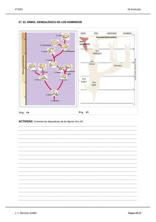 4º ESO                                                                                                                                                                   III) Evolución




   27. EL ÁRBOL GENEALÓGICO DE LOS HOMÍNIDOS




    Fig. 44                                                                                    Fig. 45


   ACTIVIDAD: Comenta las diapositivas de las figuras 44 y 45:
   .....................................................................................................................................................................................
   .....................................................................................................................................................................................
   .....................................................................................................................................................................................
   .....................................................................................................................................................................................
   .....................................................................................................................................................................................
   .....................................................................................................................................................................................
   .....................................................................................................................................................................................
   .....................................................................................................................................................................................
   .....................................................................................................................................................................................
   .....................................................................................................................................................................................
   .....................................................................................................................................................................................
   .....................................................................................................................................................................................
   .....................................................................................................................................................................................
   .....................................................................................................................................................................................
   .....................................................................................................................................................................................
   .....................................................................................................................................................................................
   .....................................................................................................................................................................................
   .....................................................................................................................................................................................
   .....................................................................................................................................................................................




J. L. Sánchez Guillén                                                                                                                                                     Página III-25
 