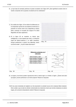4º ESO                                                                                                                                                                   III) Evolución


   6) ¿A qué clase de animales pertenece el parato circulatorio de la figura 58? ¿Qué significado evolutivo tiene el
        estudio comparado de los aparatos circulatorios de los vertebrados?
   .....................................................................................................................................................................................
   .....................................................................................................................................................................................
   .....................................................................................................................................................................................
   .....................................................................................................................................................................................
   .....................................................................................................................................................................................


   7) En la tabla de la figura 59 se indican las diferencias en
        la composición química de una proteína (el citocromo c)
        presente en muchos seres vivos. Basándote en dichos
        datos, construye, en recuadro de la figura 57 el árbol
        filogenético de estos organismos .


   8) En la figura                 60 se          muestran un tiburón (pez
        cartilaginoso), un pez espada (pez óseo), un ictiosaurio
        (reptil del triásico-cretácico) y un delfín (mamífero).
                                                                                                        Fig. 57
        Aunque pertenencen a grupos muy diferentes, tienen
        una forma similar. ¿A qué se debe este hecho?
   .....................................................................................................................................................................................
   .....................................................................................................................................................................................


                                Pulmones                              Diferencias existentes en el
                                                                              citocromo

                                                                  - Entre hombre y atún:..............21
                                                                 - Entre hombre y tortuga:...........15
                                  A A
                                                                 - Entre hombre y gallina:...........13
                                    V
                                                                  - Entre hombre y perro:.............11
                                                                 - Entre hombre y mono:.............. 1
                                 Cuerpo




    Fig. 58                                                        Fig. 59                                                   Fig. 60


   9) Los tigres y las leonas pueden reproducirse entre sí dando lugar a un híbrido: el tigrón. ¿Quiere esto decir
        que tigres y leones pertenecen a la misma especie? Razona la respuesta.
    ....................................................................................................................................................................................
   .....................................................................................................................................................................................
   .....................................................................................................................................................................................

   10) En las zonas industriales de Inglaterra es más abundante la variedad oscura de la mariposa Biston betularia.
        Esto se debe a que al estar los árboles contaminados las mutaciones hacen que muchas mariposas se vuelvan
        negras ¿Es correcta la interpretación anterior? Razona la respuesta.
   .....................................................................................................................................................................................
   .....................................................................................................................................................................................
   .....................................................................................................................................................................................




J. L. Sánchez Guillén                                                                                                                                                     Página III-31
 