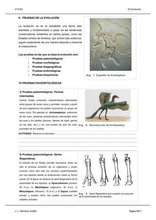 4º ESO                                                                                                                                                                   III) Evolución


   9. PRUEBAS DE LA EVOLUCIÓN


   La evolución es en la actualidad una teoría bien
   asentada y fundamentada a pesar de las tendencias
   conservadoras existentes en ciertos países, como los
   Estados Unidos de América, que contra toda evidencia,
   siguen sosteniendo de una manera absurda e irracional
   el creacionismo.


   Las pruebas en las que se basa la evolución son:
                 •      Pruebas paleontológicas
                 •      Pruebas morfológicas
                 •      Pruebas biogeográficas
                 •      Pruebas embriológicas
                 •      Pruebas bioquímicas                                                               Fig. 7 Esqueleto de Archaeopteryx


   10.PRUEBAS PALEONTOLÓGICAS


    1) Pruebas paleontológicas. Formas
    intermedias.
    Ciertos fósiles presentan características intermedias
    entre grupos de seres vivos y permiten conocer a partir
    de qué organismos ha podido evolucionar un grupo de
    seres vivos. Por ejemplo el Archaeopteryx, antecesor
    de las aves, presenta características intermedias entre
    las aves y los reptiles (plumas, dientes de reptil, garras
    en las alas, etc.) y es una prueba de que las aves Fig. 8 Reconstrucción del Archaeopteryx.
    proceden de los reptiles.

   ACTIVIDAD: Resume el minivídeo:.............................................................................................................................
   .....................................................................................................................................................................................
   .....................................................................................................................................................................................
   .....................................................................................................................................................................................
   .....................................................................................................................................................................................

    2) Pruebas paleontológicas. Series
    filogenéticas.
    El estudio de los fósiles permite reconstruir cómo ha
    sido el proceso evolutivo de un organismo y poder
    conocer cómo han sido los cambios experimentados
    por una especie desde su antecesores hasta su forma
    actual. En la figura se observa la serie filogenética de la
    extremidad de los équidos: a) Hyracotherium (eoceno
    50 m.a.), b) Mesohippus (oligoceno, 30 m.a.); c)
    Merychippus (mioceno, 15 m.a.) y d) Equus (caballo
                                                      Fig. 9 Serie filogenética que muestra la evolución
    actual), y prueba cómo han podido evolucionar los de la extremidad de los équidos.
    caballos actuales.



J. L. Sánchez Guillén                                                                                                                                                       Página III-7
 