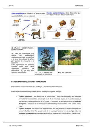 4º ESO                                                                                                                                                III) Evolución




    Serie filogenética del caballo y en general de los Pruebas paleontológicas. Serie filogenética que
                                                       muestra la evolución del cráneo humano.
    équidos (caballos, cebras y asnos).




      a) Hyracotherium                           b) Mesohippus
      (eoceno, 50 m.a.).                      (oligoceno, 30 m.a.).
                                                                                                         Homo erectus 1,5 m.a.          Homo sapiens, 0,03 m.a.


                                              d) Equus
                                           (caballo actual)
                                                                         Australopithecus (3,5 m.a.)




                                                                                         Homo habilis 2,5 m.a.
                       c) Merychippus                                                                                     Homo neandertalensis, 0,1 m.a.
                     (mioceno, 15 m.a.).




    3) Pruebas paleontológicas.
    Fósiles vivientes.

    Se trata de organismos que
    apenas      han     evolucionado
    manteniéndose casi sin cambios
    a lo largo de millones de años,
    por ejemplo: la araucaria y el
    celacanto.
    Estos organismos nos permiten
    conocer    cómo      eran   otros
    organismos      primitivos,    ya
    extinguidos, de los que sólo
    tenemos restos fósiles.           Fig. 10 La araucaria está                                         Fig. 11 Celacanto.
                                                     considerada un fósil viviente.




   11. PRUEBAS MORFOLÓGICAS Y ANATÓMICAS


   Se basan en el estudio comparado de la morfología y la anatomía de los seres vivos.


   En este aspecto debemos distinguir entre órganos homólogos y órganos análogos:


                 •     Órganos homólogos: Son órganos con un mismo origen y estructuras semejantes pero diferentes
                       por realizar funciones distintas, por ejemplo: el ala de un murciélago, la pata de un caballo, la aleta de
                       una ballena o la extremidad prensil de un primate. La homología se debe a un proceso de evolución
                       divergente o adaptación de un mismo órgano a finalidades y medios distintos: volar, carrera, nadar,
                       trepar.
                 •     Órganos análogos: Son órganos con diferente origen pero que presentan un aspecto semejante por
                       tener una finalidad similar. Por ejemplo el ala de un insecto y el ala de un ave. La analogía indica una
                       evolución convergente por adaptación de estructuras diferentes a un mismo medio o finalidad: volar.




J. L. Sánchez Guillén                                                                                                                                      Página III-8
 