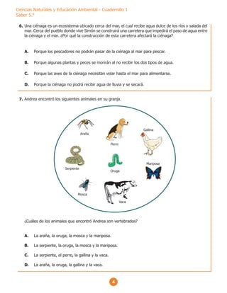 4
Ciencias Naturales y Educación Ambiental - Cuadernillo 1
Saber 5.°
Una ciénaga es un ecosistema ubicado cerca del mar, el cual recibe agua dulce de los ríos y salada del
mar. Cerca del pueblo donde vive Simón se construirá una carretera que impedirá el paso de agua entre
la ciénaga y el mar. ¿Por qué la construcción de esta carretera afectará la ciénaga?
A. Porque los pescadores no podrán pasar de la ciénaga al mar para pescar.
B. Porque algunas plantas y peces se morirán al no recibir los dos tipos de agua.
C. Porque las aves de la ciénaga necesitan volar hasta el mar para alimentarse.
D. Porque la ciénaga no podrá recibir agua de lluvia y se secará.
Andrea encontró los siguientes animales en su granja.
¿Cuáles de los animales que encontró Andrea son vertebrados?
A. La araña, la oruga, la mosca y la mariposa.
B. La serpiente, la oruga, la mosca y la mariposa.
C. La serpiente, el perro, la gallina y la vaca.
D. La araña, la oruga, la gallina y la vaca.
Araña
Perro
Vaca
Mariposa
Gallina
Mosca
Serpiente
Oruga
6.
7.
 