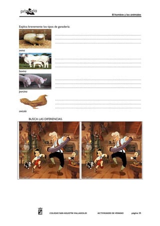 El hombre y los animales
COLEGIO SAN AGUSTÍN VALLADOLID ACTIVIDADES DE VERANO página 35
Explica brevemente los tipos de ganadería:
ovina
……………………………………………………………………………
……………………………………………………………………………
……………………………………………………………………………
bovina
……………………………………………………………………………
……………………………………………………………………………
……………………………………………………………………………
porcina
……………………………………………………………………………
……………………………………………………………………………
……………………………………………………………………………
avícola
……………………………………………………………………………
……………………………………………………………………………
……………………………………………………………………………
BUSCA LAS DIFERENCIAS.
 