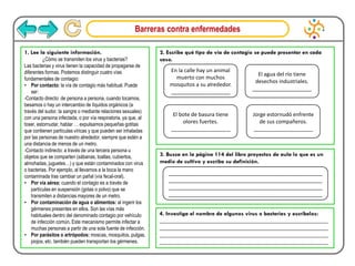 Barreras contra enfermedades
1. Lee la siguiente información.
¿Cómo se transmiten los virus y bacterias?
Las bacterias y virus tienen la capacidad de propagarse de
diferentes formas. Podemos distinguir cuatro vías
fundamentales de contagio:
• Por contacto: la vía de contagio más habitual. Puede
ser:
-Contacto directo: de persona a persona, cuando tocamos,
besamos o hay un intercambio de líquidos orgánicos (a
través del sudor, la sangre o mediante relaciones sexuales)
con una persona infectada; o por vía respiratoria, ya que, al
toser, estornudar, hablar … expulsamos pequeñas gotitas
que contienen partículas víricas y que pueden ser inhaladas
por las personas de nuestro alrededor, siempre que estén a
una distancia de menos de un metro.
-Contacto indirecto: a través de una tercera persona u
objetos que se comparten (sábanas, toallas, cubiertos,
almohadas, juguetes…) y que están contaminados con virus
o bacterias. Por ejemplo, al llevarnos a la boca la mano
contaminada tras cambiar un pañal (vía fecal-oral).
• Por vía aérea: cuando el contagio es a través de
partículas en suspensión (gotas o polvo) que se
transmiten a distancias mayores de un metro.
• Por contaminación de agua o alimentos: al ingerir los
gérmenes presentes en ellos. Son las vías más
habituales dentro del denominado contagio por vehículo
de infección común. Este mecanismo permite infectar a
muchas personas a partir de una sola fuente de infección.
• Por parásitos o artrópodos: moscas, mosquitos, pulgas,
piojos, etc. también pueden transportan los gérmenes.
2. Escribe qué tipo de vía de contagio se puede presentar en cada
caso.
Jorge estornudó enfrente
de sus compañeros.
____________________
El agua del río tiene
desechos industriales.
____________________
El bote de basura tiene
olores fuertes.
____________________
En la calle hay un animal
muerto con muchos
mosquitos a su alrededor.
____________________
3. Busca en la página 114 del libro proyectos de aula lo que es un
medio de cultivo y escribe su definición.
____________________________________________________
____________________________________________________
____________________________________________________
____________________________________________________
4. Investiga el nombre de algunos virus o bacterias y escríbelos:
_________________________________________________________
_________________________________________________________
_________________________________________________________
_________________________________________________________
 