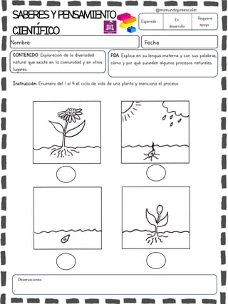 SABERESYPENSAMIENTO
CIENTÍFICO
Nombre: Fecha
Instrucción: Enumera del 1 al 4 el ciclo de vida de una planta y menciona el proceso.
Esperado En
desarrollo
Requiere
apoyo
CONTENIDO: Exploración de la diversidad
natural que existe en la comunidad y en otros
lugares.
Observaciones:
@mimundopreescolar
PDA: Explica en su lengua materna y con sus palabras,
cómo y por qué suceden algunos procesos naturales.
 