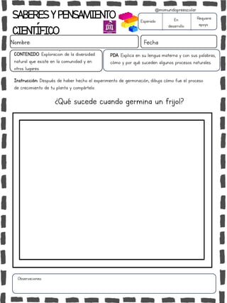 SABERESYPENSAMIENTO
CIENTÍFICO
Nombre: Fecha
Instrucción: Después de haber hecho el experimento de germinación, dibuja cómo fue el proceso
de crecimiento de tu planta y compártelo.
Esperado En
desarrollo
Requiere
apoyo
CONTENIDO: Exploración de la diversidad
natural que existe en la comunidad y en
otros lugares.
Observaciones:
@mimundopreescolar
¿Qué sucede cuando germina un frijol?
PDA: Explica en su lengua materna y con sus palabras,
cómo y por qué suceden algunos procesos naturales.
 