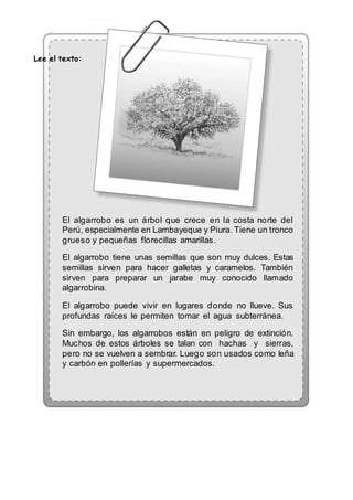 Lee el texto: 
El algarrobo es un árbol que crece en la costa norte del 
Perú, especialmente en Lambayeque y Piura. Tiene un tronco 
grueso y pequeñas florecillas amarillas. 
El algarrobo tiene unas semillas que son muy dulces. Estas 
semillas sirven para hacer galletas y caramelos. También 
sirven para preparar un jarabe muy conocido llamado 
algarrobina. 
El algarrobo puede vivir en lugares donde no llueve. Sus 
profundas raíces le permiten tomar el agua subterránea. 
Sin embargo, los algarrobos están en peligro de extinción. 
Muchos de estos árboles se talan con hachas y sierras, 
pero no se vuelven a sembrar. Luego son usados como leña 
y carbón en pollerías y supermercados. 
 