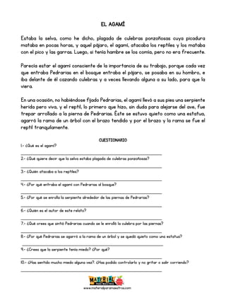 www.materialparamaestros.com
EL AGAMÍ
Estaba la selva, como he dicho, plagada de culebras ponzoñosas cuya picadura
mataba en pocas horas, y aquel pájaro, el agamí, atacaba los reptiles y los mataba
con el pico y las garras. Luego, si tenía hambre se los comía, pero no era frecuente.
Parecía estar el agamí consciente de la importancia de su trabajo, porque cada vez
que entraba Pedrarias en el bosque entraba el pájaro, se posaba en su hombro, e
iba delante de él cazando culebras y a veces llevando alguna a su lado, para que la
viera.
En una ocasión, no habiéndose fijado Pedrarias, el agamí llevó a sus pies una serpiente
herida pero viva, y el reptil, lo primero que hizo, sin duda para alejarse del ave, fue
trepar arrollado a la pierna de Pedrarias. Éste se estuvo quieto como una estatua,
agarró la rama de un árbol con el brazo tendido y por el brazo y la rama se fue el
reptil tranquilamente.
CUESTIONARIO
1.- ¿Qué es el agamí?
_________________________________________________
2.- ¿Qué quiere decir que la selva estaba plagada de culebras ponzoñosas?
_________________________________________________
3.- ¿Quién atacaba a los reptiles?
_________________________________________________
4.- ¿Por qué entraba el agamí con Pedrarias al bosque?
_________________________________________________
5.- ¿Por qué se enrolla la serpiente alrededor de las piernas de Pedrarias?
_________________________________________________
6.- ¿Quién es el autor de este relato?
_________________________________________________
7.- ¿Qué crees que sintió Pedrarias cuando se le enrolló la culebra por las piernas?
_________________________________________________
8.- ¿Por qué Pedrarias se agarró a la rama de un árbol y se quedó quieto como una estatua?
_________________________________________________
9.- ¿Crees que la serpiente tenía miedo? ¿Por qué?
_________________________________________________
10.- ¿Has sentido mucho miedo alguna vez?. ¿Has podido controlarlo y no gritar o salir corriendo?
_________________________________________________
 